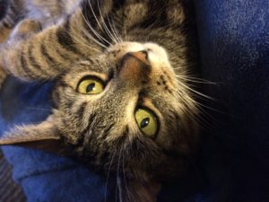 CatSitting_Callie cat sitter boston